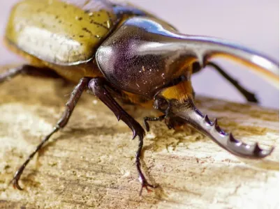昆虫ソリューション